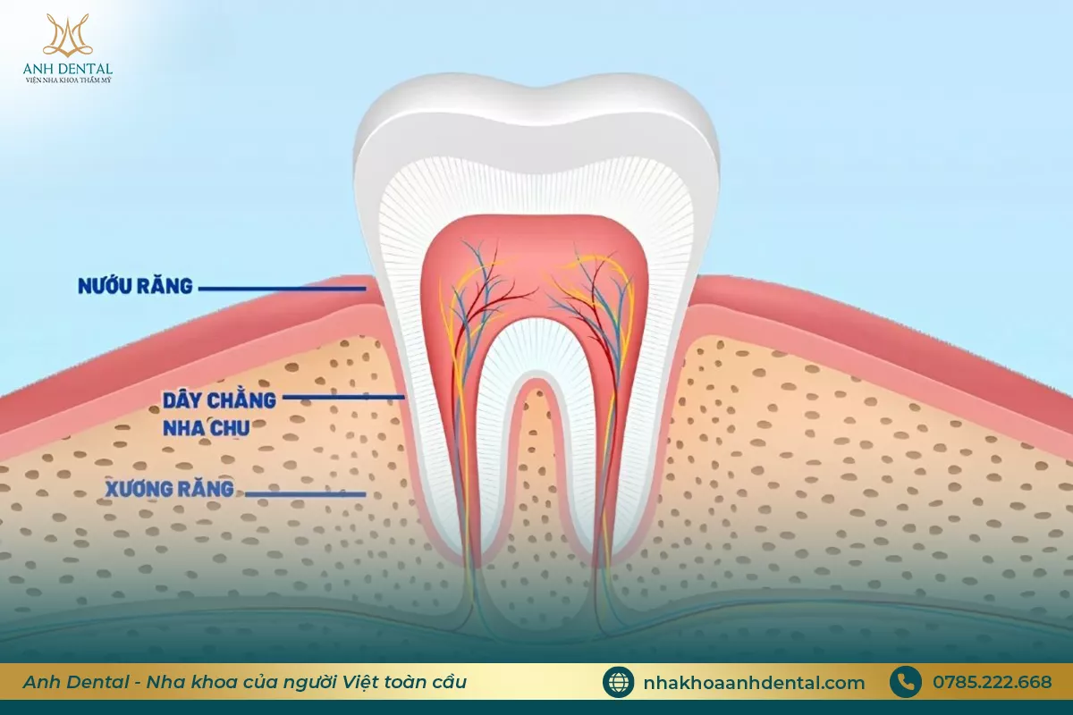 niềng răng bị lung lay