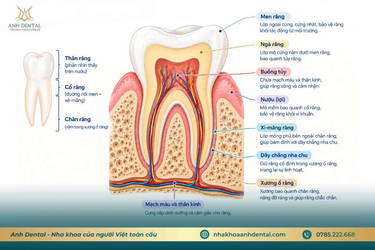 Cấu tạo răng khi mài bọc sứ